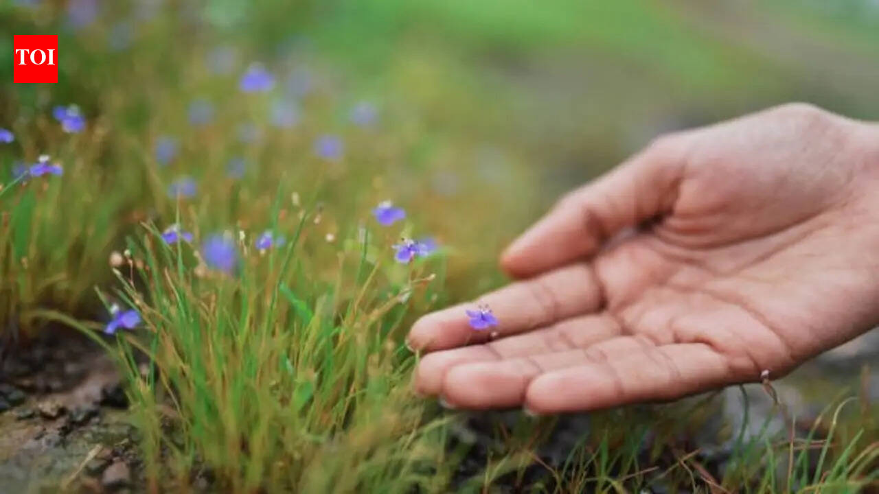 Plants that thrive during Indian monsoon without rotting