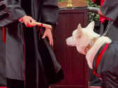 Service dog Sadie earns Honorary 'Dogtorate' at Texas Tech!