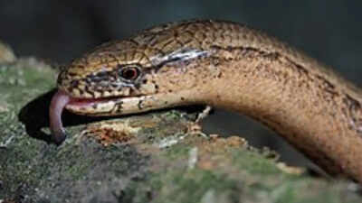 This fork-tongued reptile looks like a snake but is actually a lizard hiding in British gardens
