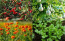 Best plants to grow in India before the monsoon arrives