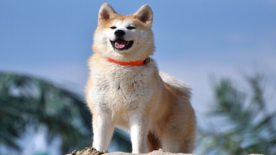 Scientists say this oral spray may finally cure your dog’s nasty breath