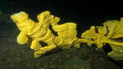 Scientists found living glass reefs once thought extinct off Canada’s Pacific coast