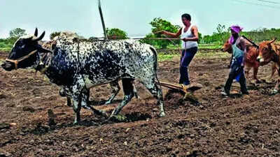 Marathwada farmers refit ploughs on oxen amidst diesel shortage