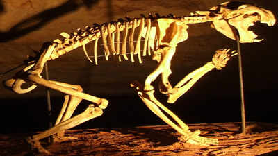 In 2002, cavers found a hidden skeleton that revealed an ancient Australian predator