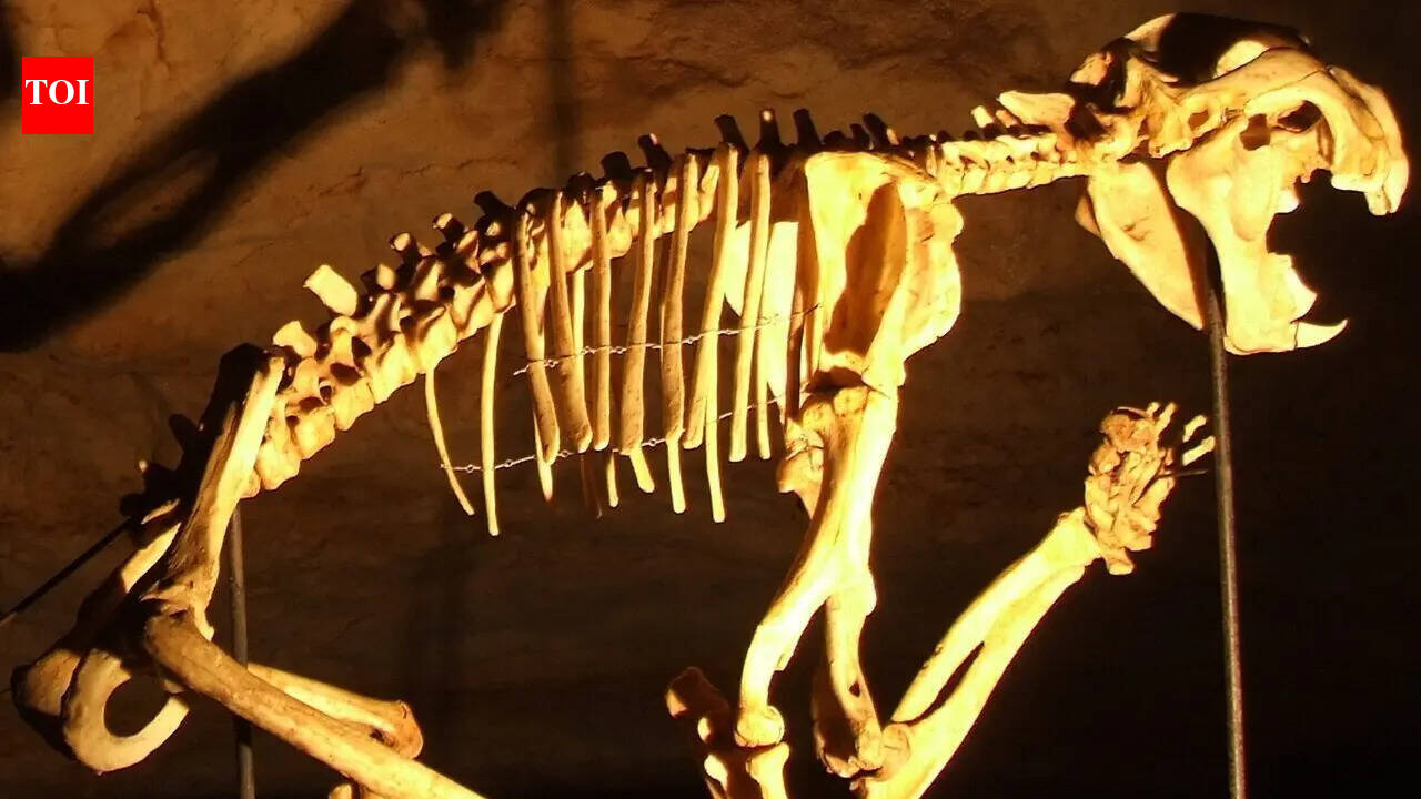 In 2002, cavers found a hidden skeleton that revealed an ancient Australian predator