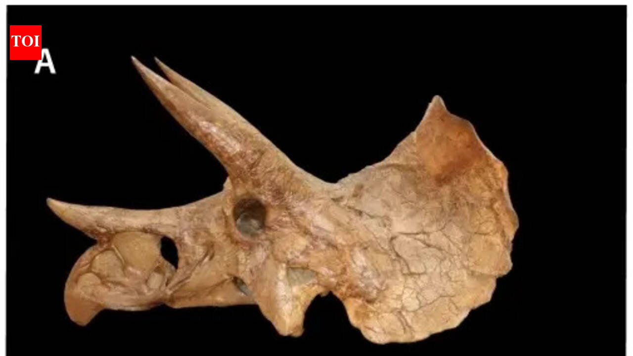 In 2017, Colorado construction workers accidentally dug up a very rare dinosaur fossil