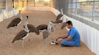 First Great Indian Bustard day to be celebrated in Jaisalmer on today's May 21