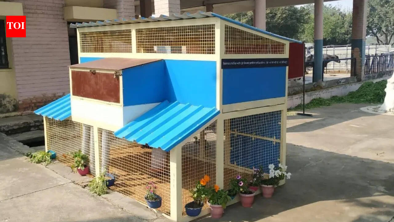 Vet university in Punjab's Ludhiana develops scientific backyard poultry model to boost rural livelihoods