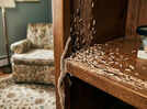 6 easy home remedies to remove termites from wooden furniture