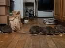 How to get rid of rats in homes: 6 simple tricks that actually help keep them away