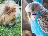 5 beginner-friendly pets for apartments and busy owners