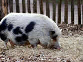 They remember faces and may be smarter than your dog: 8 facts about pigs that sound fake but aren&rsquo;t