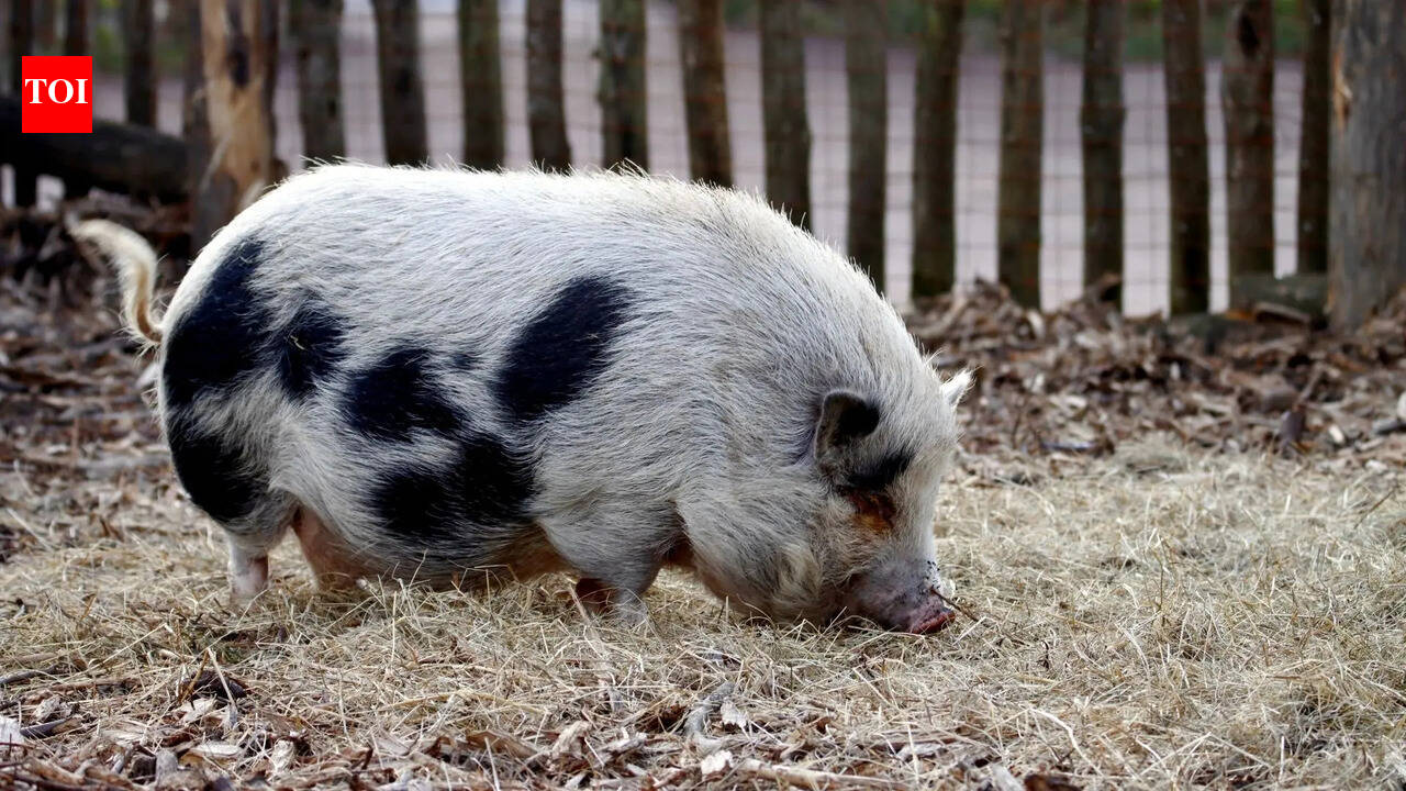 They remember faces and may be smarter than your dog: 8 facts about ...
