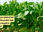 How to grow spinach at home faster than you think: Simple step-by-step guide for beginners
