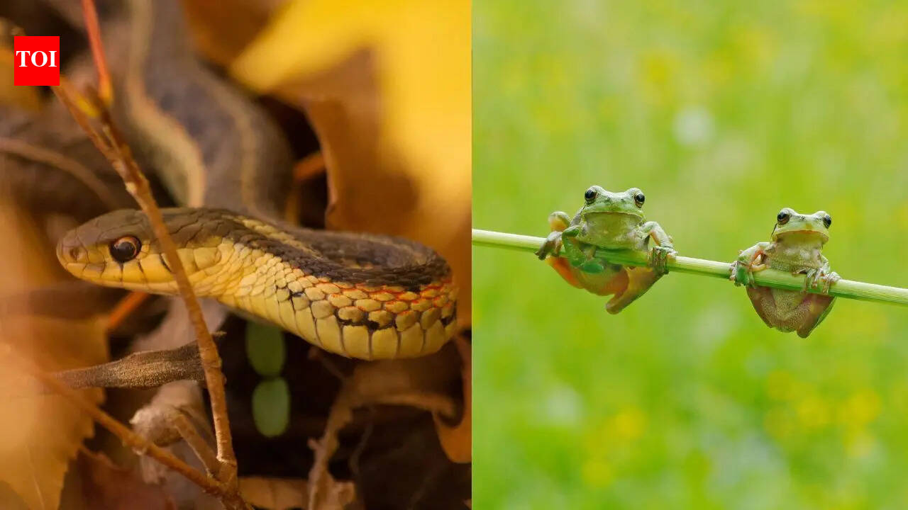 The backyard animals Americans should watch out for during mowing season
