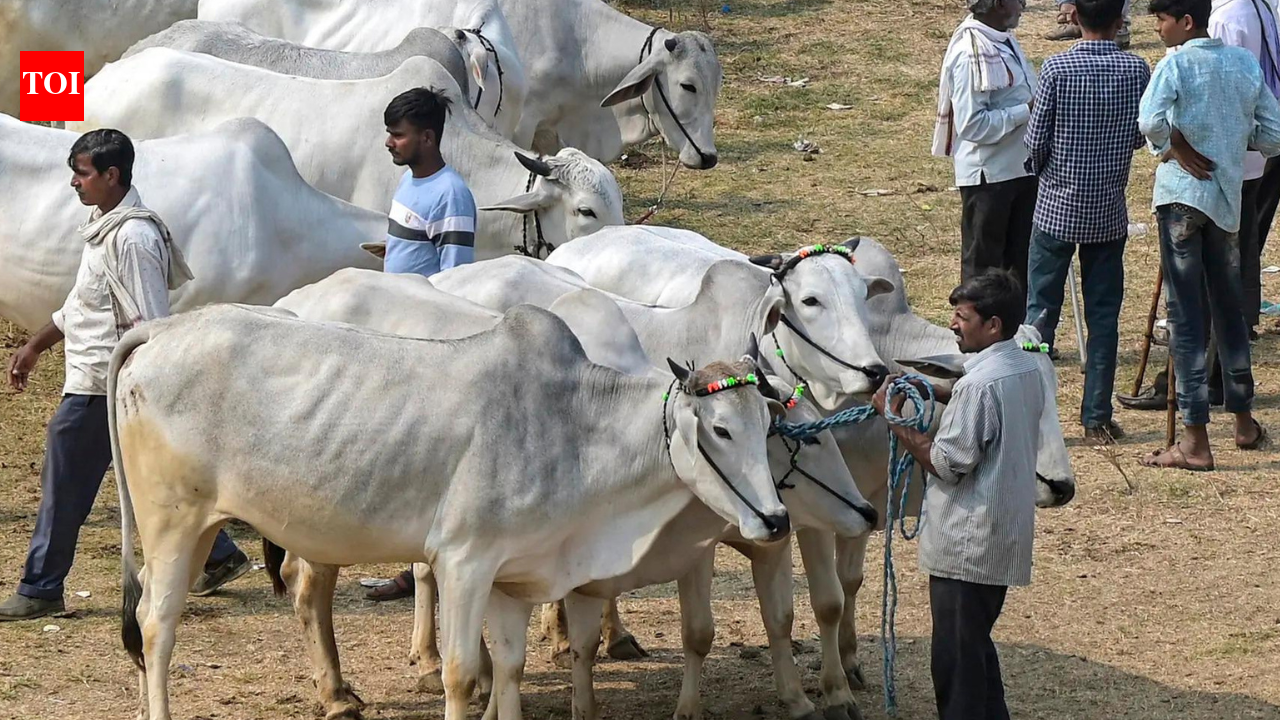 Not an essential part of Eid: Calcutta HC refuses to stay cattle slaughter restrictions ahead of festival