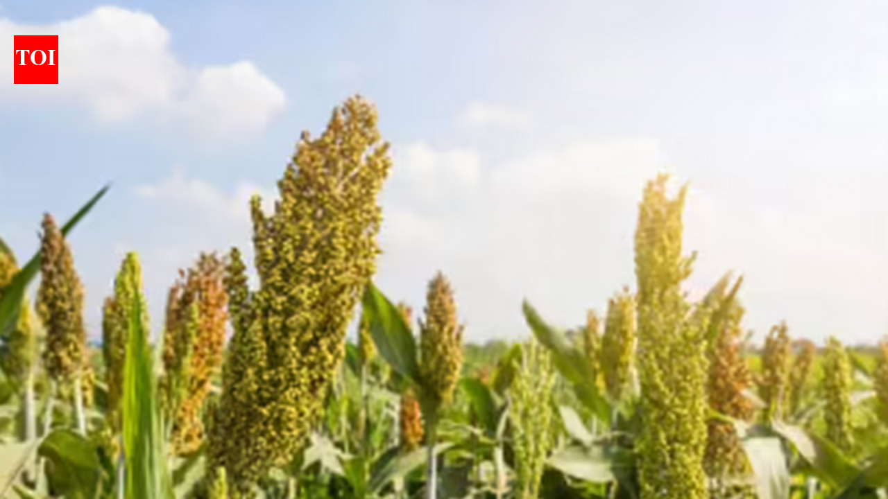Tummala urges Centre to aid in procuring maize, sorghum
