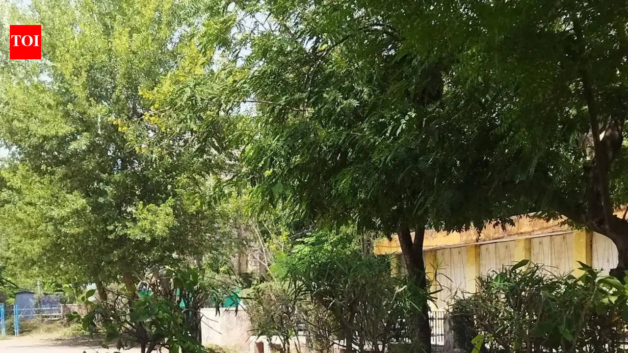 SC stray dog verdict leaves Jaipur grappling with with infrastructure gaps