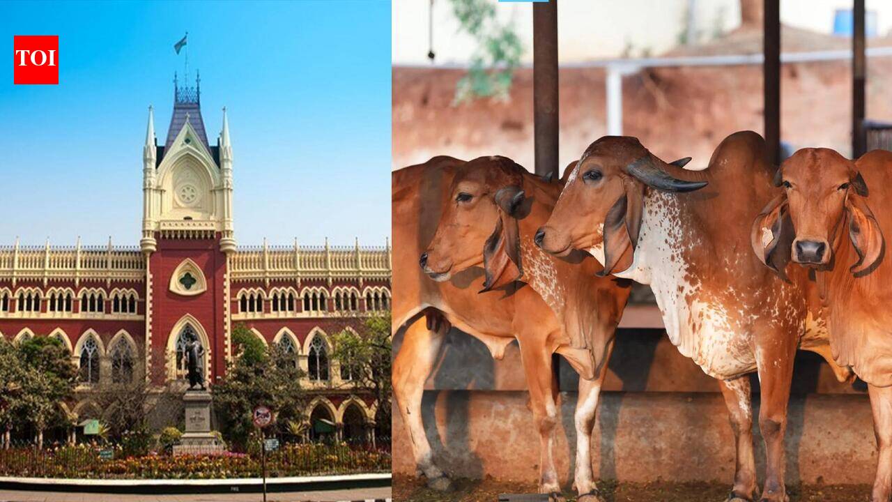 Calcutta High Court Junks Pleas On West Bengal Cattle Slaughter Rules Ahead Of Bakr Eid
