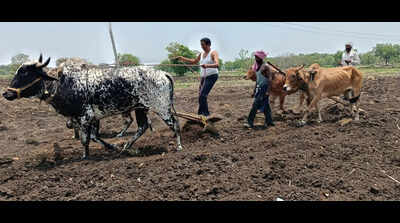 Diesel shortage puts brakes on tractor operations, Marathwada farmers forced back to oxen for ploughing as kharif clock ticks
