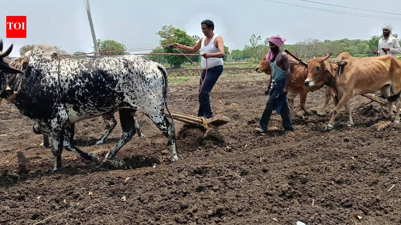 Diesel shortage puts brakes on tractor operations, Marathwada farmers forced back to oxen for ploughing as kharif clock ticks