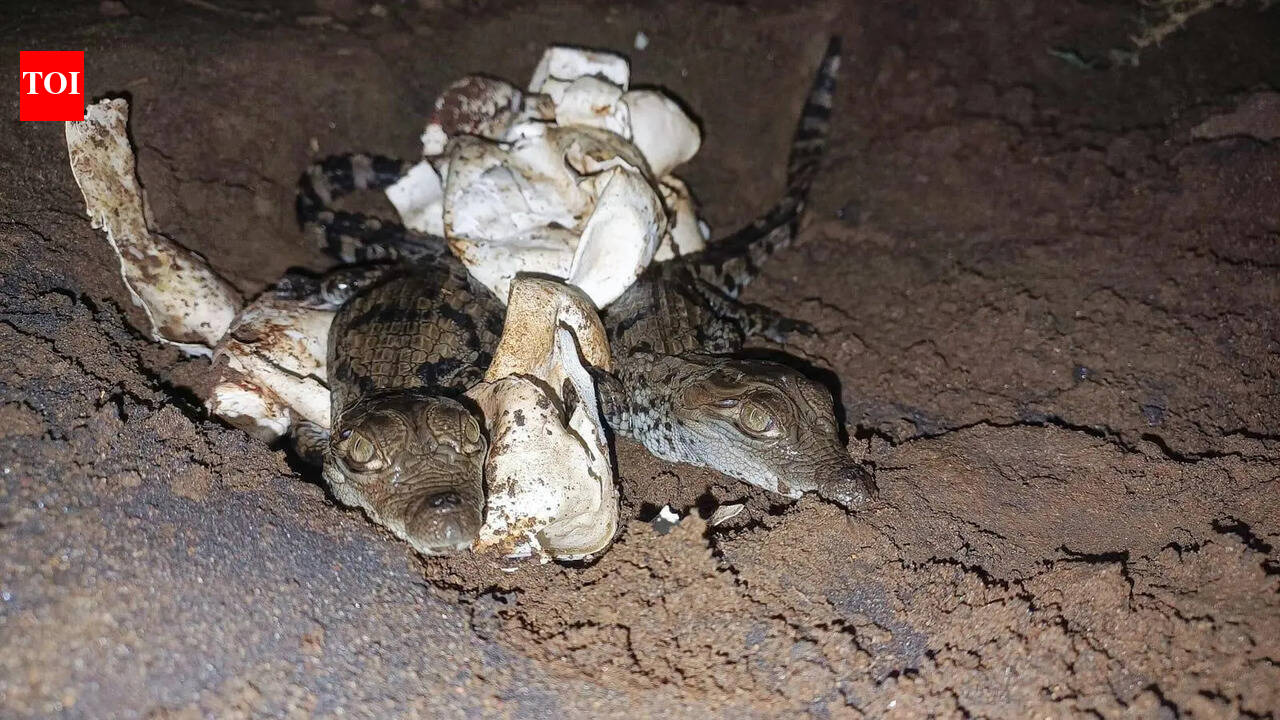 Kolhapur forest department succeeds in hatching 9 crocodile eggs in natural habitat