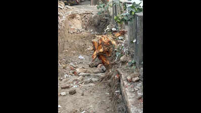 Forest dept to probe ‘illegal’ felling of trees in Shalimar Bagh