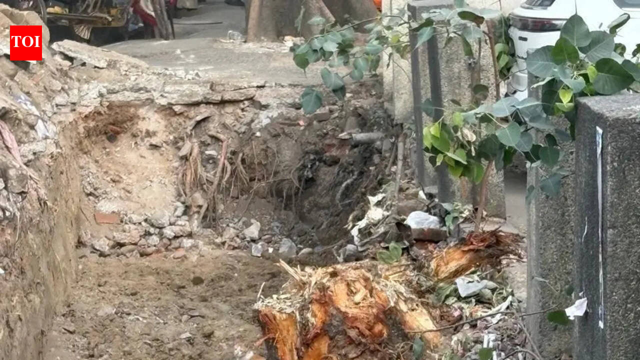 Forest dept to probe ‘illegal’ felling of trees in Shalimar Bagh