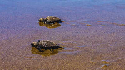 South Goa logs over 6k olive ridley eggs, half of last season