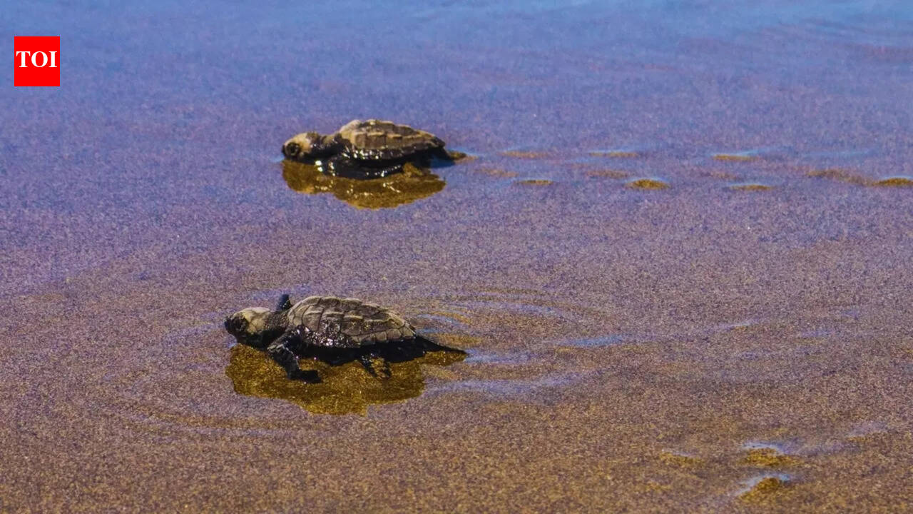 South Goa logs over 6k olive ridley eggs, half of last season
