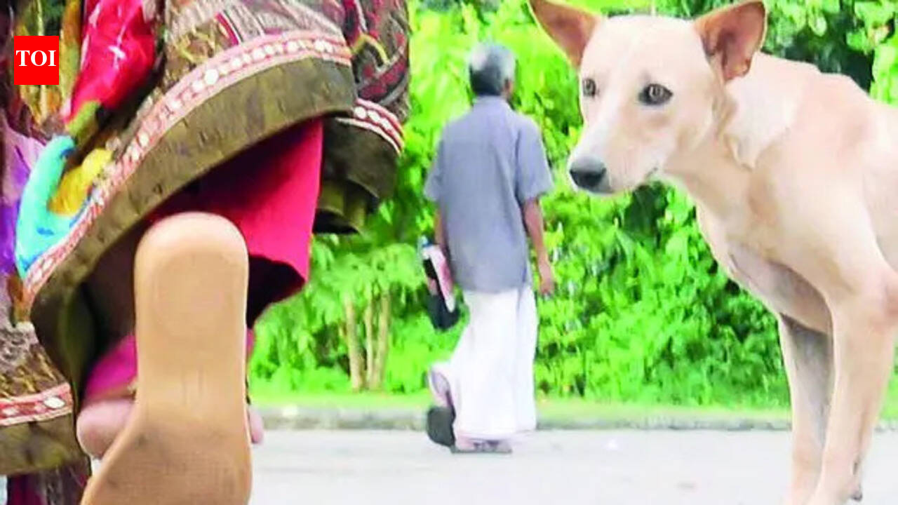 29 aggressive strays tested for rabies in Ahmedabad, none test positive: AMC