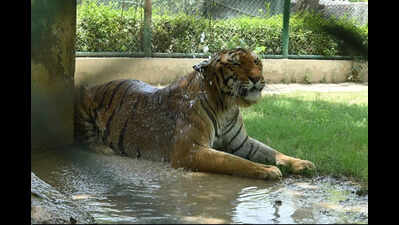 Spl measures at Etawah Safari Park, Kanpur Zoo to protect animals from extreme heat