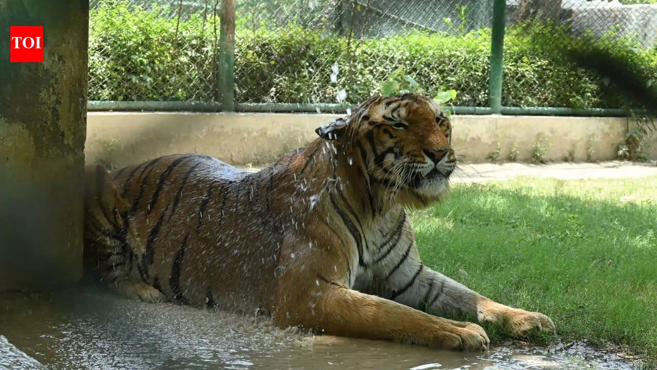 Spl measures at Etawah Safari Park, Kanpur Zoo to protect animals from extreme heat