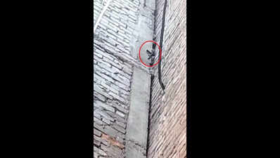  Fire crew saves kitten stuck on 25-ft-high pillar