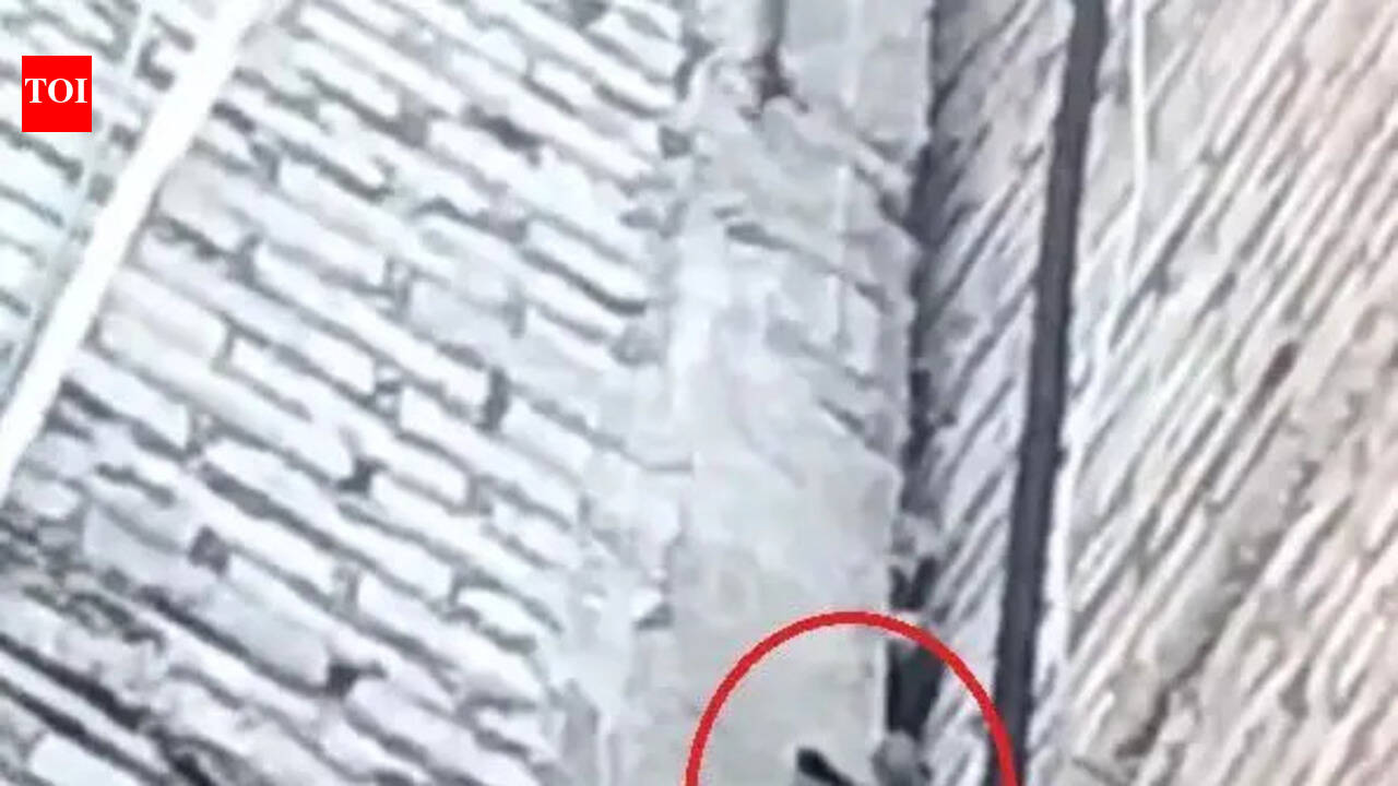 Purr-fect rescue: Fire crew saves kitten stuck on 25-ft-high pillar