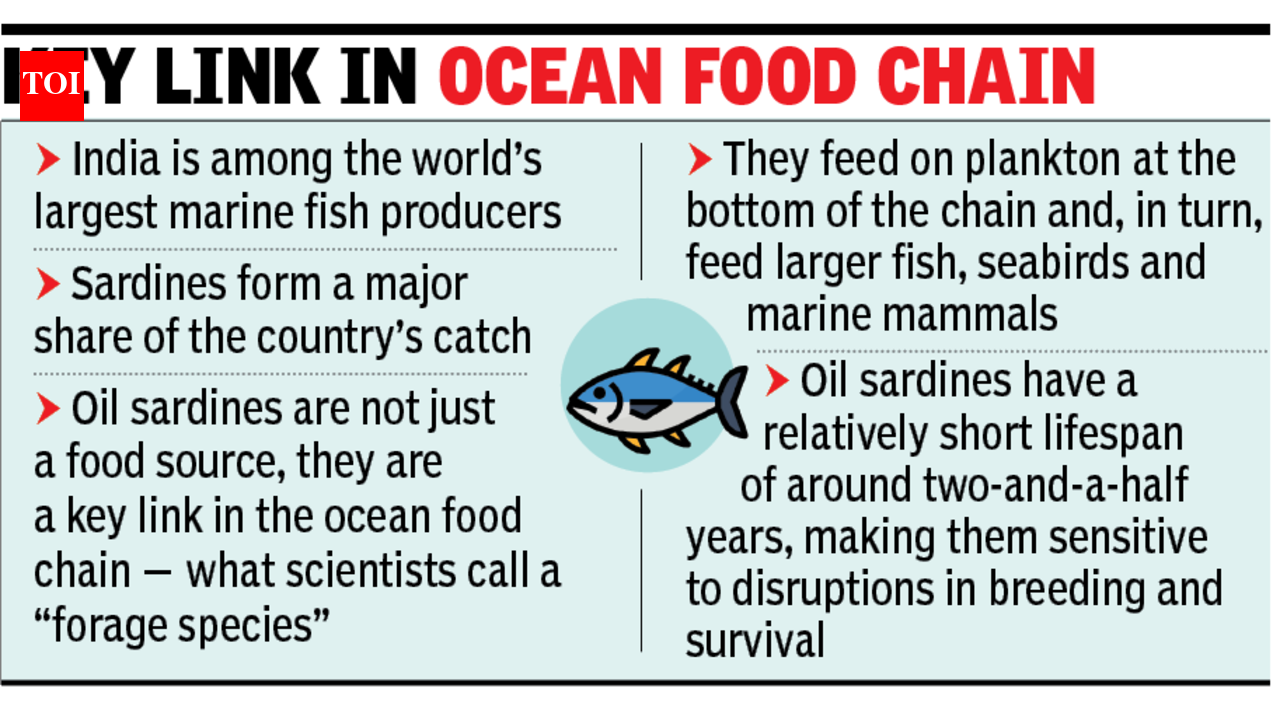 Overfishing, climate shifts can sharply reduce India’s sardine count: Study