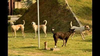Stray pups dumped in Mullanpur, Nayagaon spark safety concerns