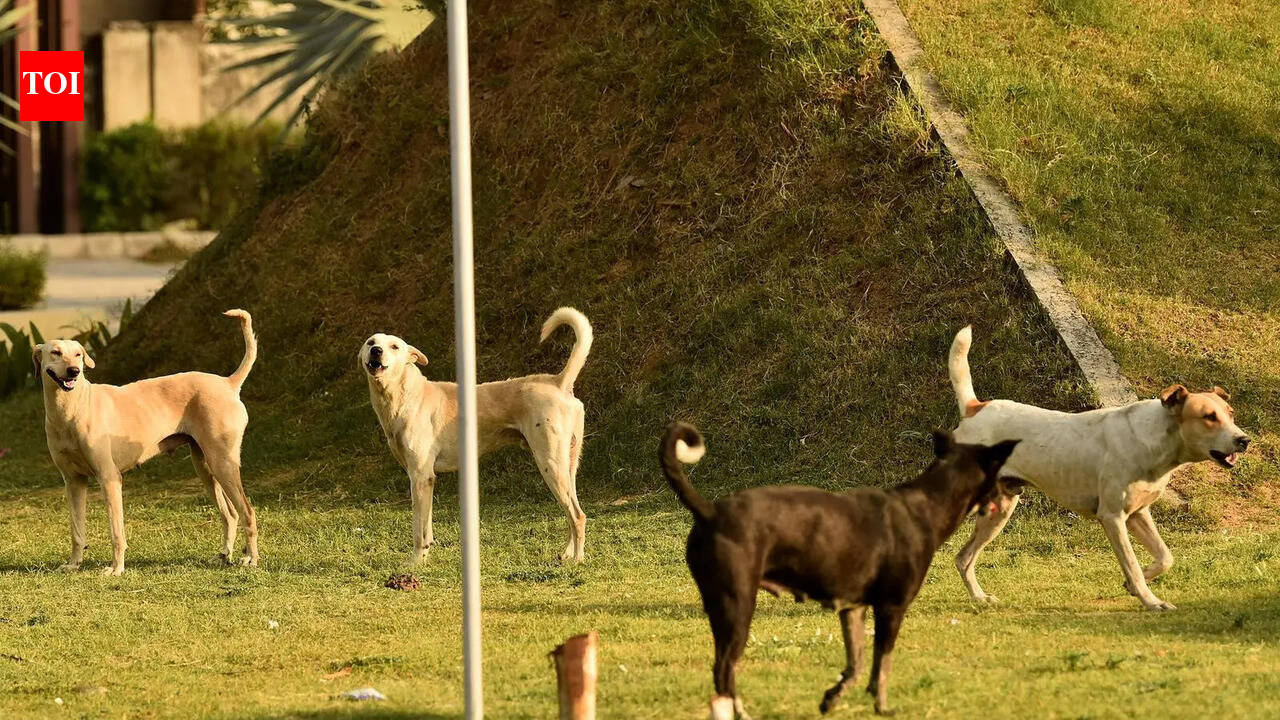 Stray pups dumped in Mullanpur, Nayagaon spark safety concerns