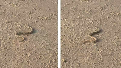  What should one do when encountering a snake at the beach?