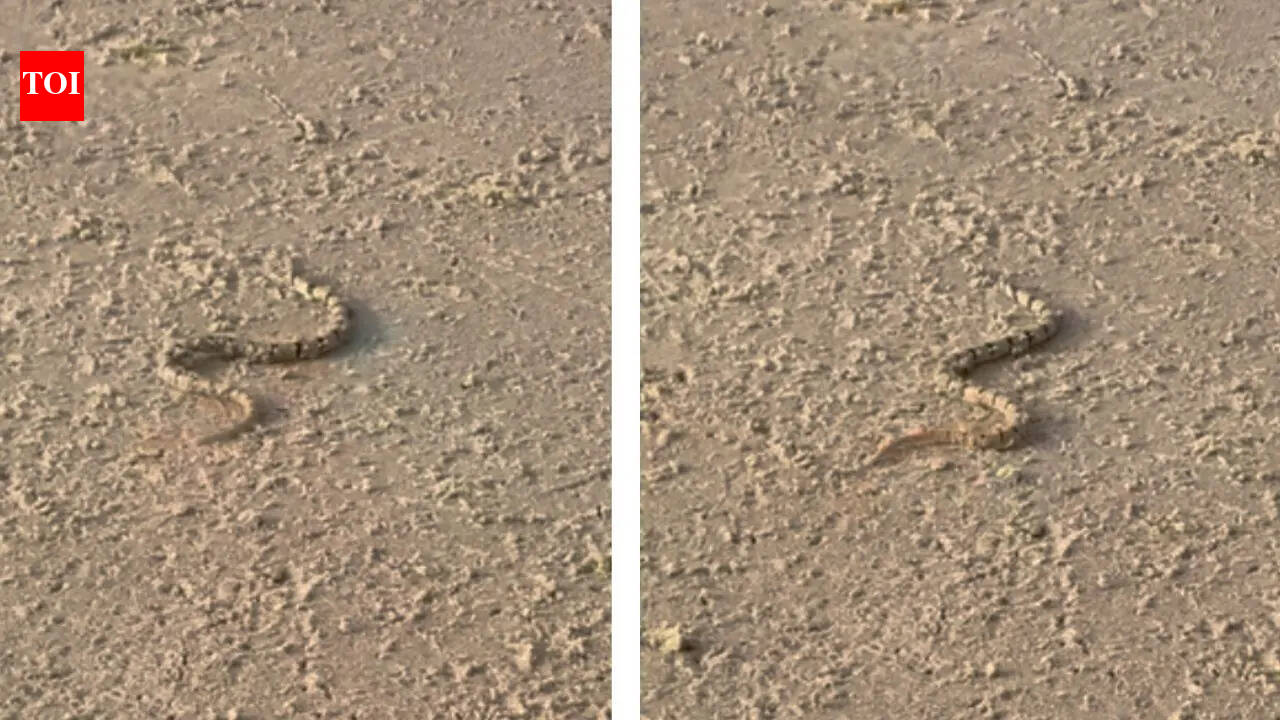 Woman warns tourists after spotting sea snake at Goa beach: What should one do when encountering a snake at the beach?