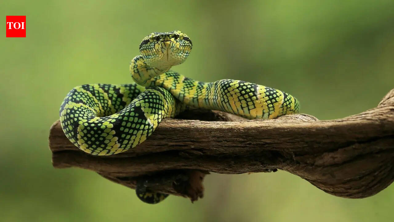 5 snake-filled waters in Australia: From Adelaide River to Brisbane River