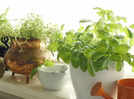 How to start a kitchen herb garden in India: A beginner&rsquo;s guide