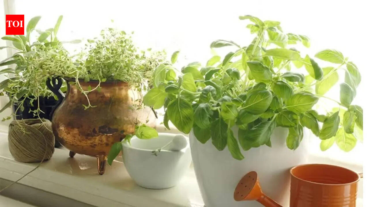 How to start a kitchen herb garden in India: A beginner’s guide