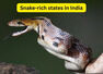 10 Indian states with highest snake population and what every wildlife traveller should know about them
