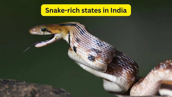 7 snake-rich states in India and what every wildlife traveller should know about them