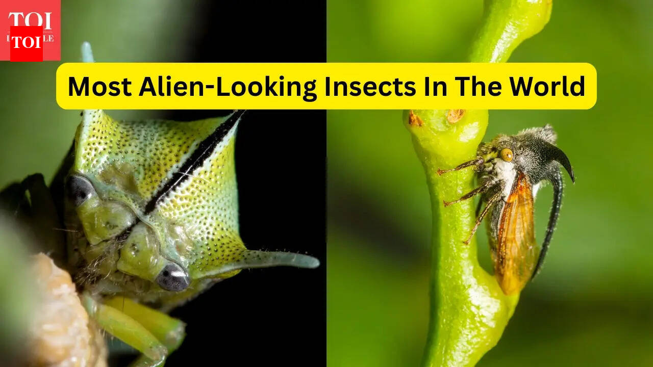 Most alien-looking insects in the world, and forests where travellers can find them