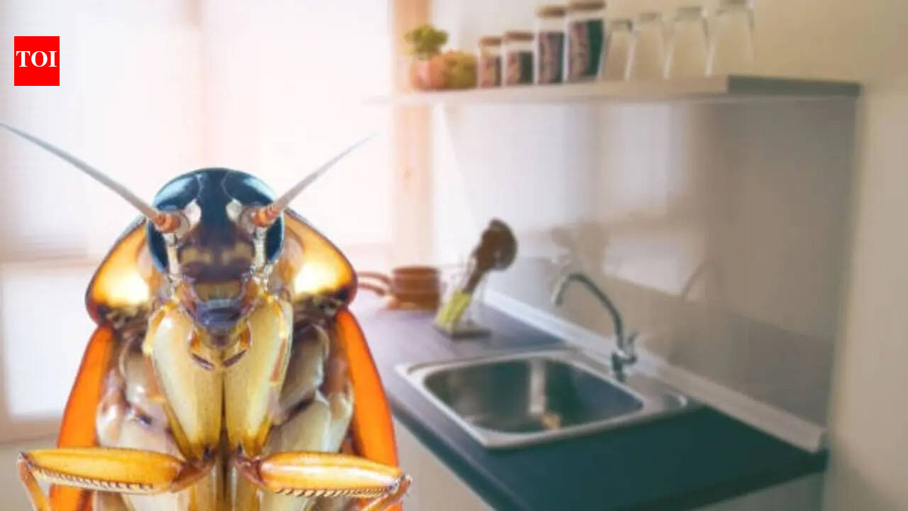 5 hacks to keep cockroach away from kitchen permanently
