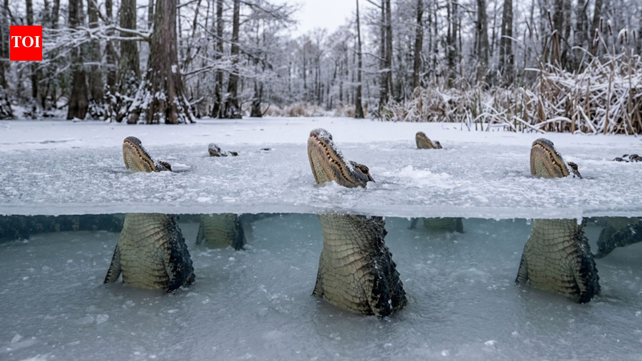 Did you know alligators freeze themselves on purpose to survive winter