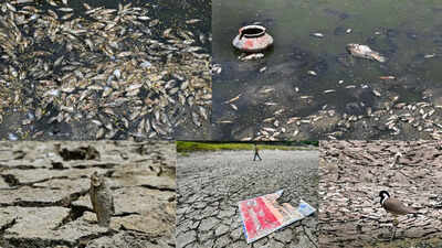 Something fishy at Delhi's Sanjay Jheel