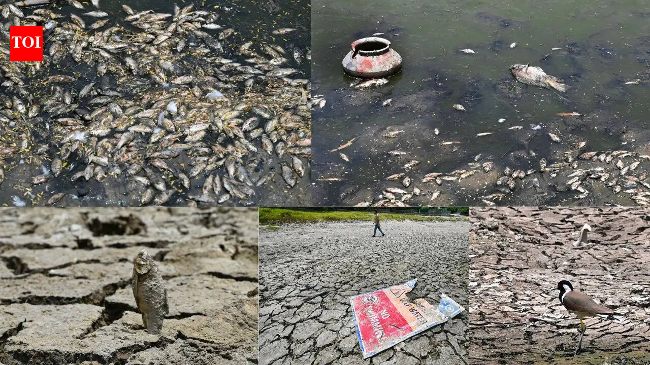 Something fishy at Delhi's Sanjay Jheel